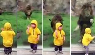 Lew zaatakował dziecko w zoo. Na szczęścia jedna rzecz go powstrzymała...