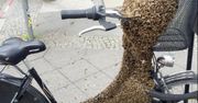 W środku Berlina pszczoły obsiadły rower i wywołały panikę. Taka ilość owadów wystraszyłaby każdego