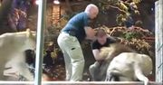 Opiekun w zoo został zaatakowany przez lwa. Do obrony mężczyzny rzuciła się... lwica! [WIDEO]