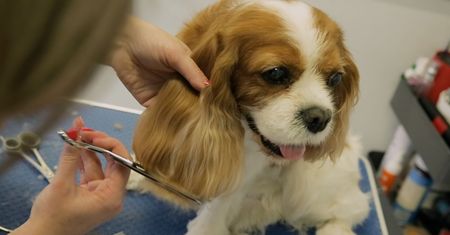 Pomysł na biznes: Grooming