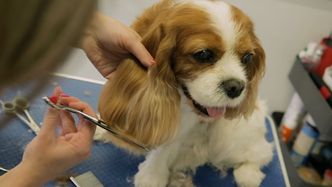 Pomysł na biznes: Grooming