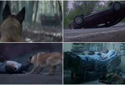 Wstrząsające wideo. Mężczyzna porzucił psa w lesie, a chwilę później miał wypadek. Zwierzę uratowało mu życie