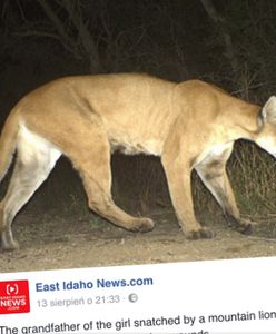 Puma próbowała upolować czterolatkę. Rodzicom udało się uwolnić dziewczynkę