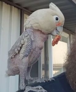 Torturowana przez dziecko papużka tańczy w rytm muzyki. Gucci skradnie Wasze serca