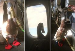 Mężczyzna wziął ze sobą do samolotu "Emocjonalnie Wspierającą Kaczuszkę". Zwierzę miało na sobie nawet specjalne buciki