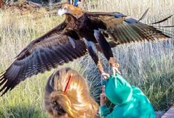 Wielki orzeł omal nie porwał dziecka z ziemi. Wszystko uwiecznił aparat fotografa