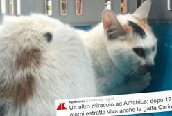 Uratowano kotkę, która spędziła 12 dni pod gruzami po trzęsieniu ziemi we Włoszech