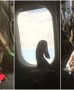 Mężczyzna wziął ze sobą do samolotu "Emocjonalnie Wspierającą Kaczuszkę". Zwierzę miało na sobie nawet specjalne buciki