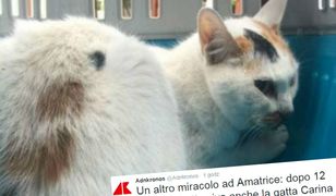 Uratowano kotkę, która spędziła 12 dni pod gruzami po trzęsieniu ziemi we Włoszech