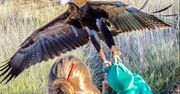 Wielki orzeł omal nie porwał dziecka z ziemi. Wszystko uwiecznił aparat fotografa