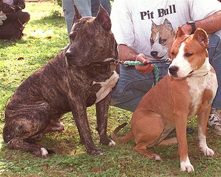 Pitbulle tylko z mikrochipem