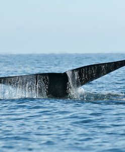 Wieloryb uratowany w Zatoce Gdańskiej