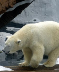 "Najsmutniejszy miś polarny na świecie" wystawiony na wystawie w chińskim centrum handlowym