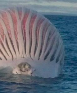 Niesamowite znalezisko rybaka. Myślał, że ogromny pływający obiekt to łódź