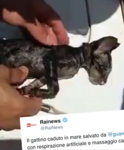 Mały kociak zaczął się topić. Ratownicy uratowali go robiąc mu... masaż serca i sztuczne oddychanie!