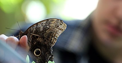 Motyle w warszawskim ZOO