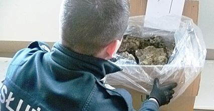 Służby udaremniły wielki przemyt żywej rafy koralowej