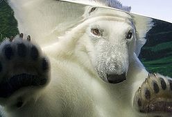 Dzień urodzin misia Wilbura