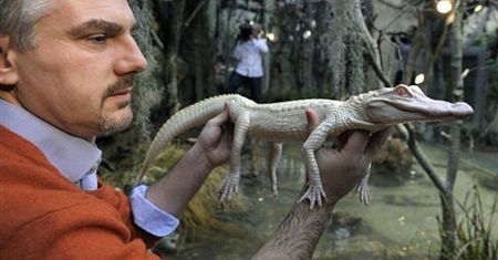 Aligator albinos