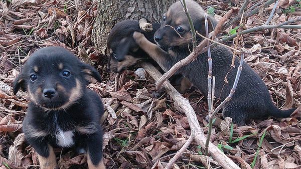 Tym szczeniakom także pomogli strażnicy Ekopatrolu
