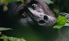 Czerwona księga zagrożonych gatunków. UICN dokonała zmian na liście, goryl wschodni o krok od wymarcia