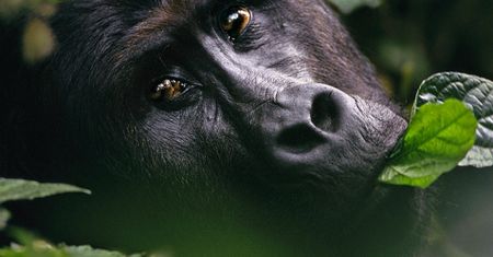 Czerwona księga zagrożonych gatunków. UICN dokonała zmian na liście, goryl wschodni o krok od wymarcia