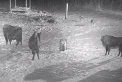 Król puszczy jest tylko jeden