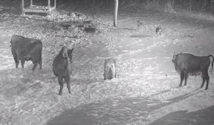 Król puszczy jest tylko jeden