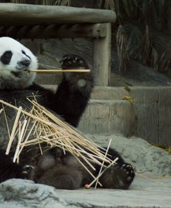 Panda wielka nie jest już gatunkiem zagrożonym wyginięciem
