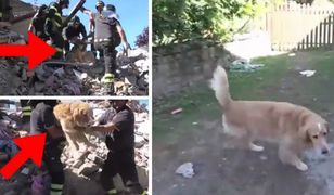 Pies uratowany 9 dni po trzęsieniu ziemi we Włoszech