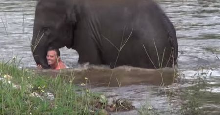 Słoń ratuje topiącego się mężczyznę