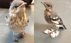 Okaleczony ptaszek otrzymuje malutkie buty, by znów chodzić