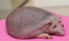 Na świat przyszedł jeż bez kolców