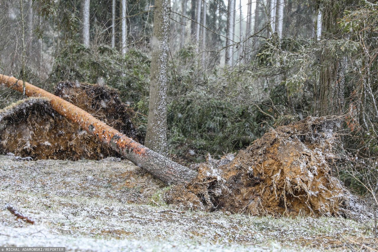 Tatry. Wichura na południu. Nie wiało tak od kilkudziesięciu lat. Zakopane bez prądu