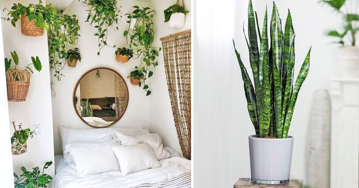 Plants Perfect for Bedrooms. Soothing for Respiratory System, Removing CO2 and Helping You Fall Asleep