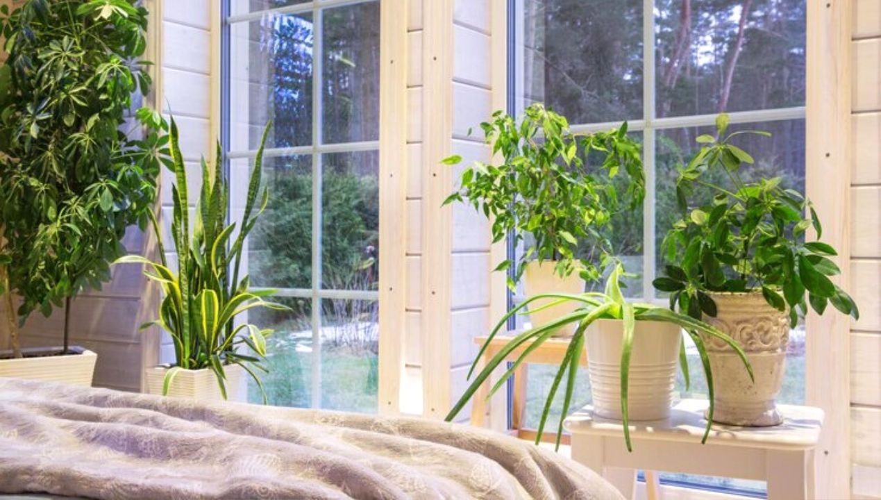 Rośliny nawilżające powietrze idealne do sypialni. Dzięki nim pożegnasz letnią bezsenność
