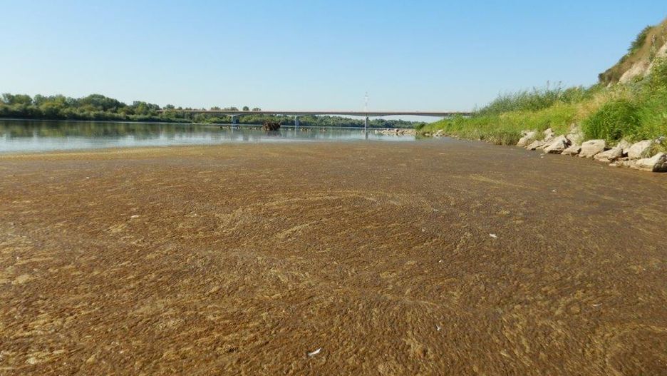 Wisła. Zastoisko nieczystości pod Wyszogrodem ujawnione po awarii oczyszczalni Czajka przez pracowników spółki Wody Polskie 5 września. 