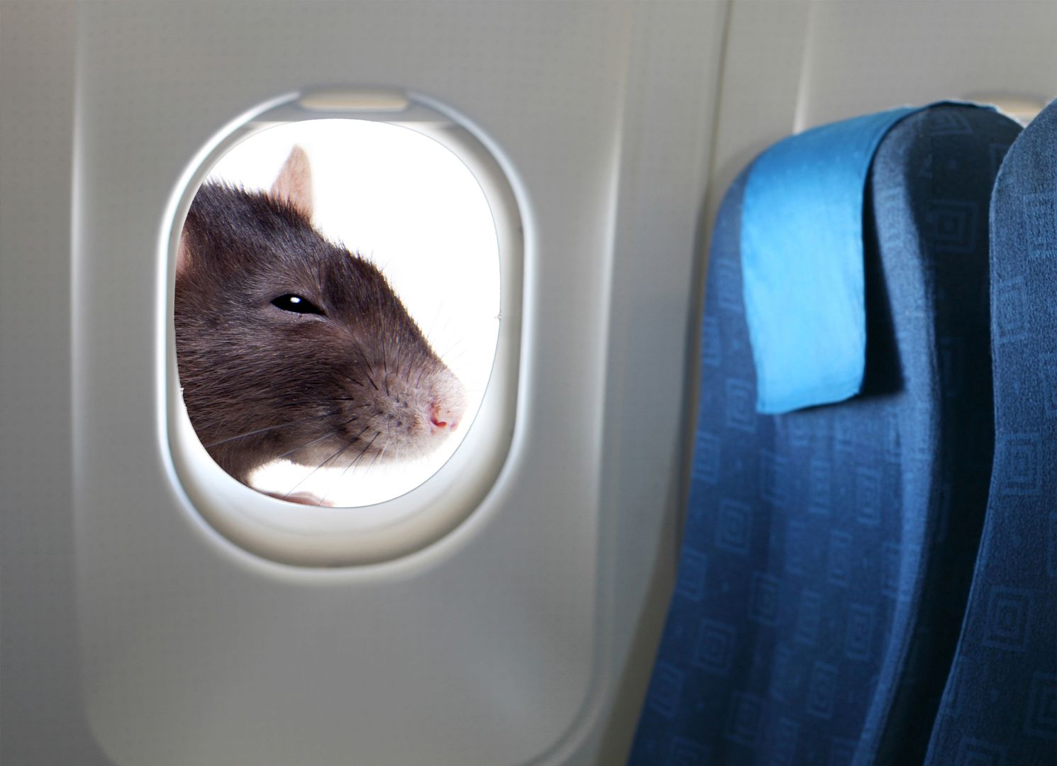Pasażer zobaczył szczura, więc zawrócono samolot