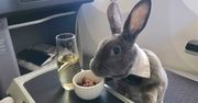 Królik leciał biznes klasą. Słodziak z muszką i szampanem
