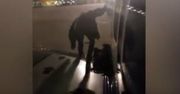 Dlaczego pasażerowi samolotu Ryanair nie podano tlenu z awaryjnej maski? Wyjaśniamy