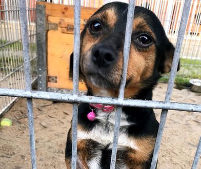 Okradli schronisko dla zwierząt. "Nie mamy za co naprawiać bud. Psy i koty mogą zostać bez prądu"