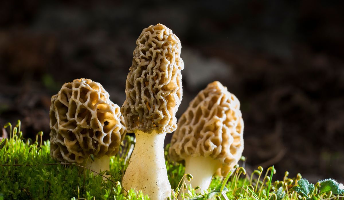 Smardze - Pyszności; Foto Canva.com