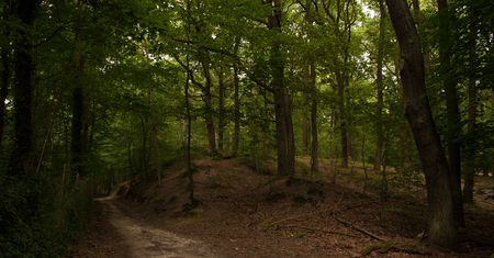 Poszukiwania w Puszczy Białowieskiej. Tysiące Białorusinów szukają zaginionego dziecka