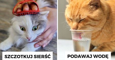 Kiedy żar leje się z nieba. 6 bezpiecznych patentów na to, jak ochłodzić kota w upały