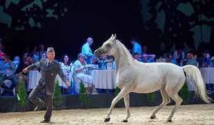 Stadnina koni w Michałowie. Wydano już blisko milion złotych na promocję