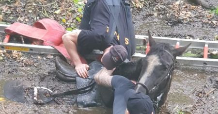 Wrocław. Koń i jego właścicielka uratowani dzięki sprawnej akcji ratunkowej