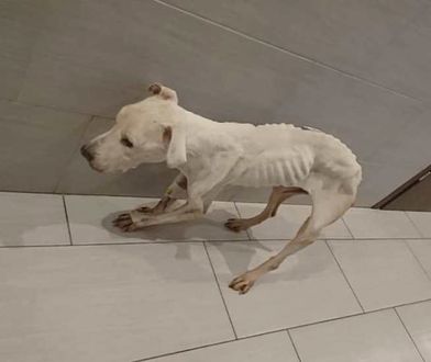 Suczka wygląda jak szkielet. Patrol odebrał ją w ostatniej chwili