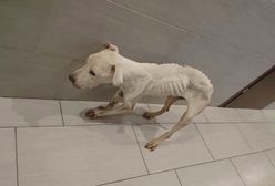 Suczka wygląda jak szkielet. Patrol odebrał ją w ostatniej chwili