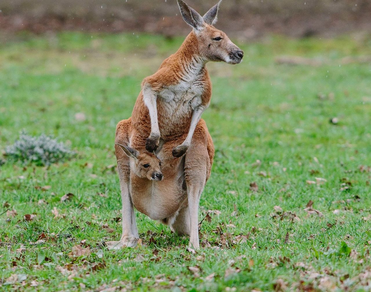 Nowy mieszkaniec zoo. Mały kangurek podbija serca łodzian