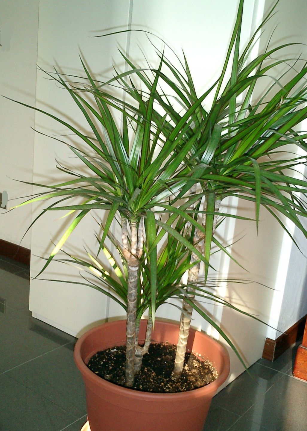 Dracena obrzeżona 